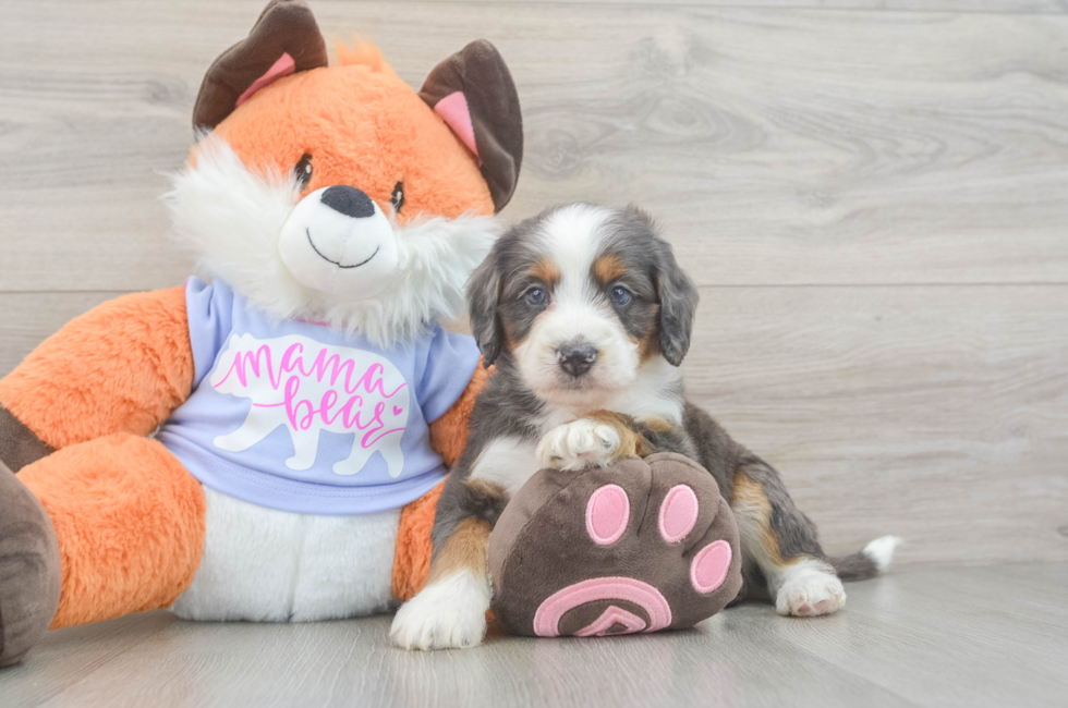 5 week old Mini Goldendoodle Puppy For Sale - Simply Southern Pups