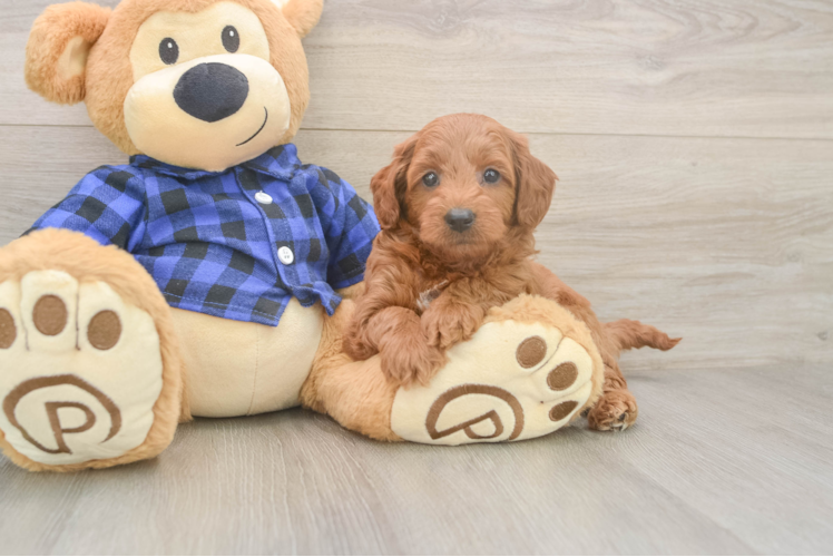 Sweet Mini Goldendoodle Baby