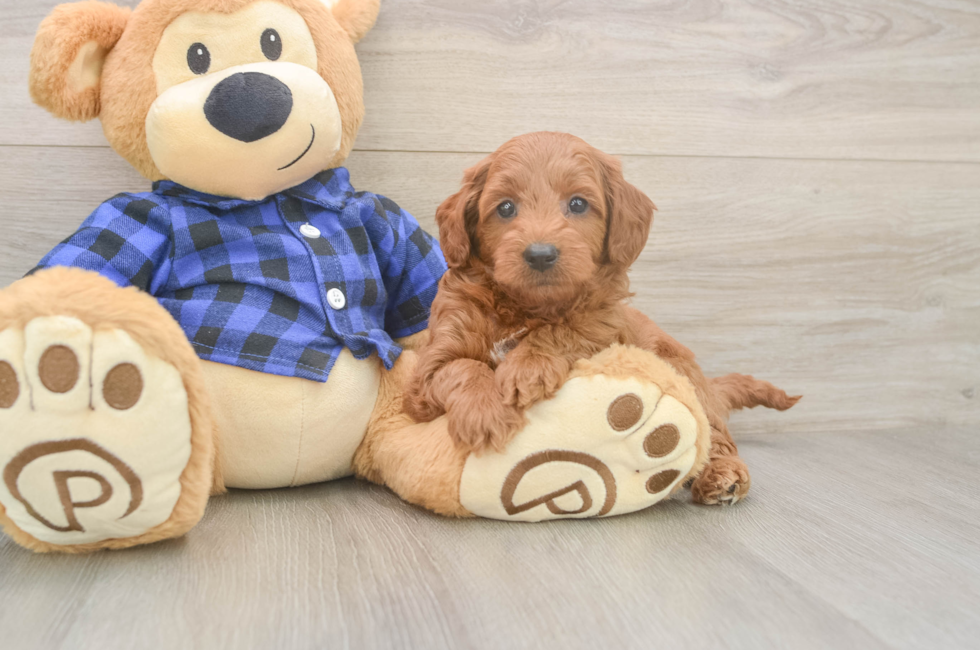 7 week old Mini Goldendoodle Puppy For Sale - Simply Southern Pups