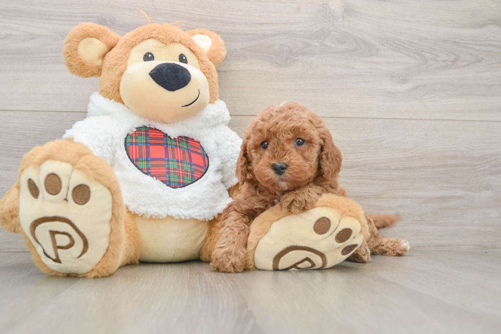 Mini Goldendoodle Puppy for Adoption