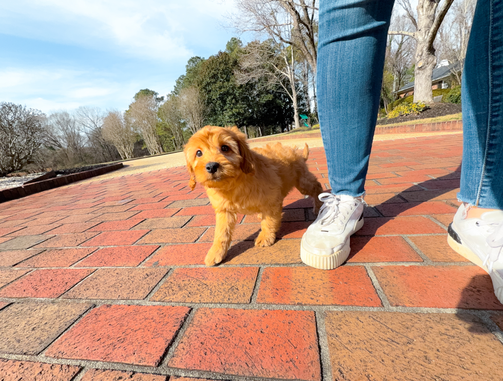 Cute Mini Goldendoodle Poodle Mix Pup