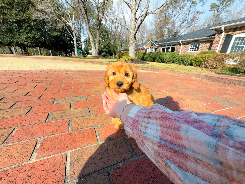 Best Mini Goldendoodle Baby