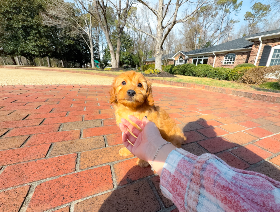 Mini Goldendoodle Pup Being Cute