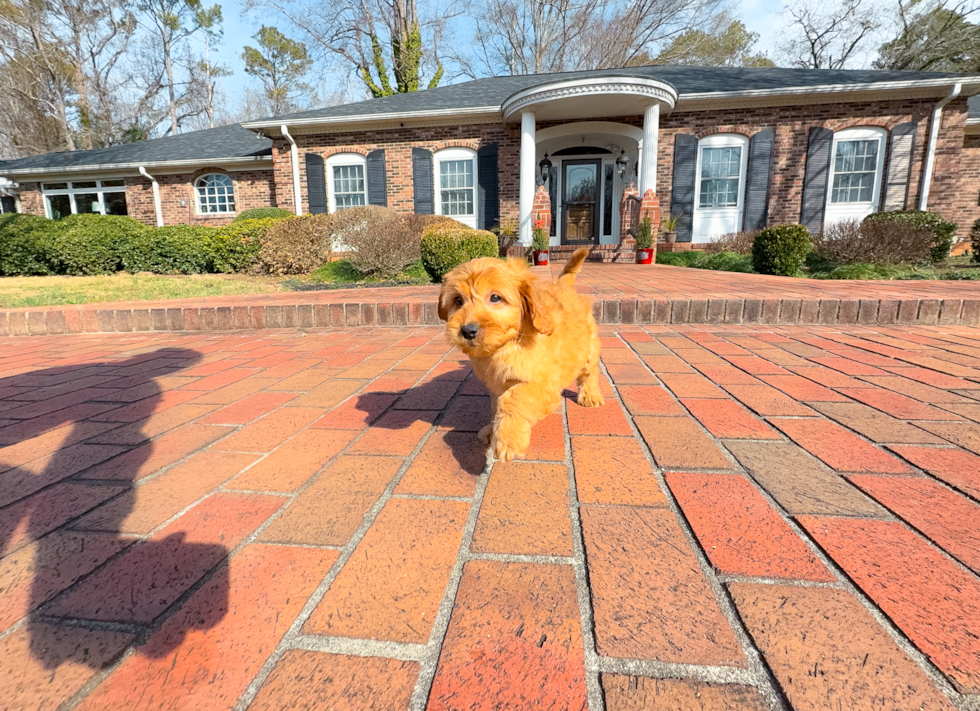 Mini Goldendoodle Pup Being Cute