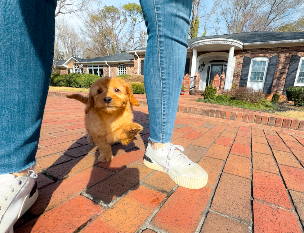 Best Mini Goldendoodle Baby