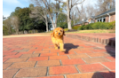 Cute Golden Doodle Poodle Mix Puppy