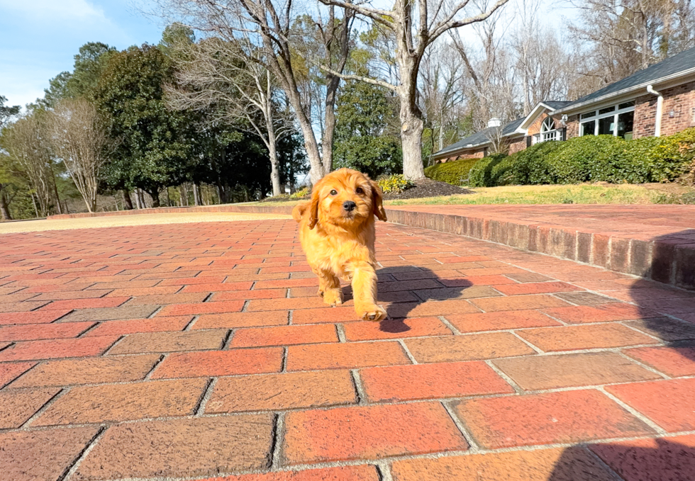 Cute Golden Doodle Poodle Mix Puppy