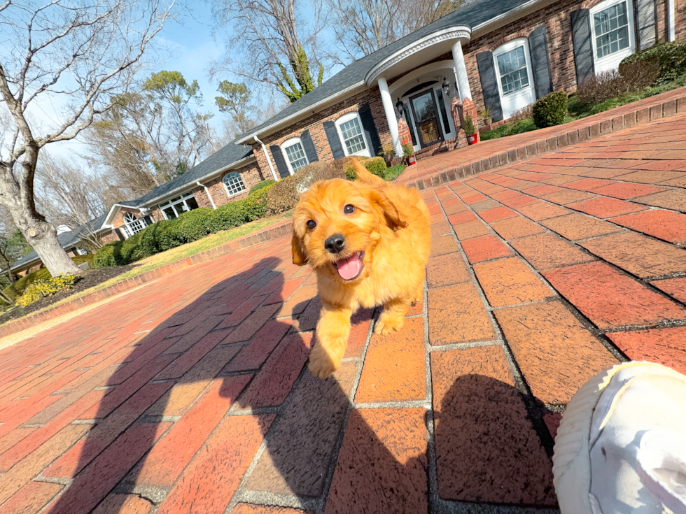 Cute Mini Goldendoodle Poodle Mix Pup