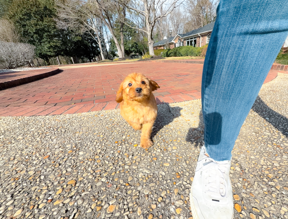 Cute Mini Goldenpoo Poodle Mix Puppy