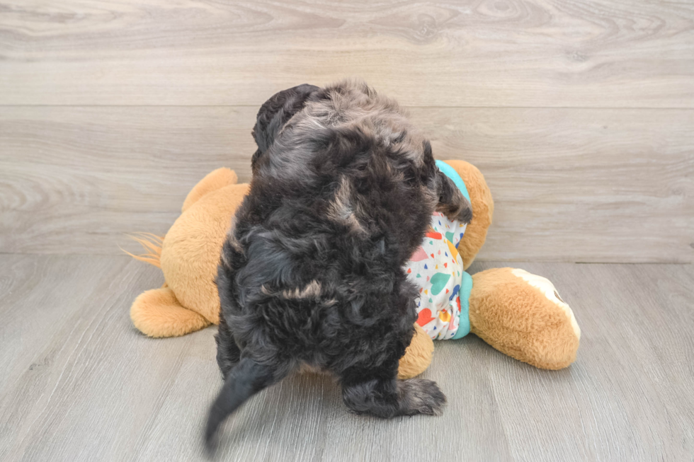 Petite Mini Goldendoodle Poodle Mix Pup