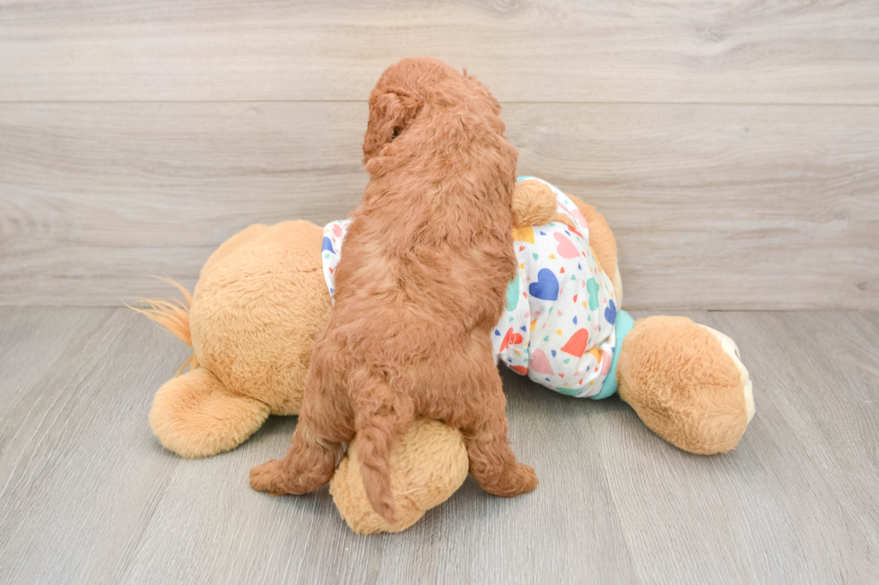 Mini Goldendoodle Pup Being Cute