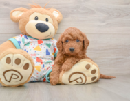 7 week old Mini Goldendoodle Puppy For Sale - Simply Southern Pups