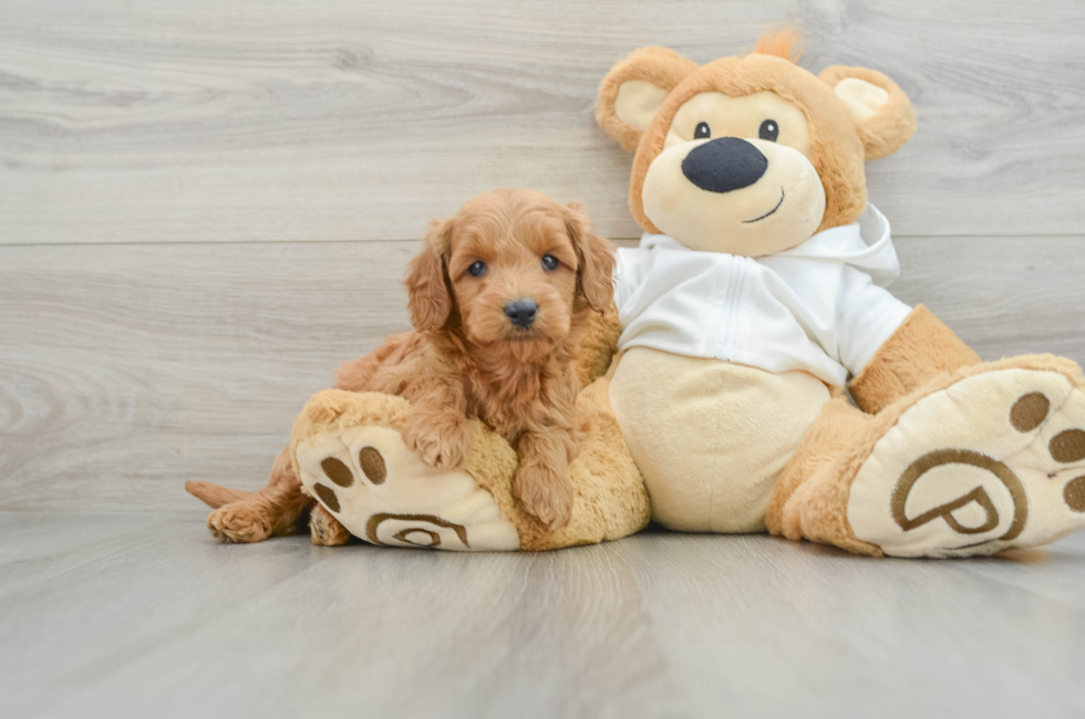 5 week old Mini Goldendoodle Puppy For Sale - Simply Southern Pups