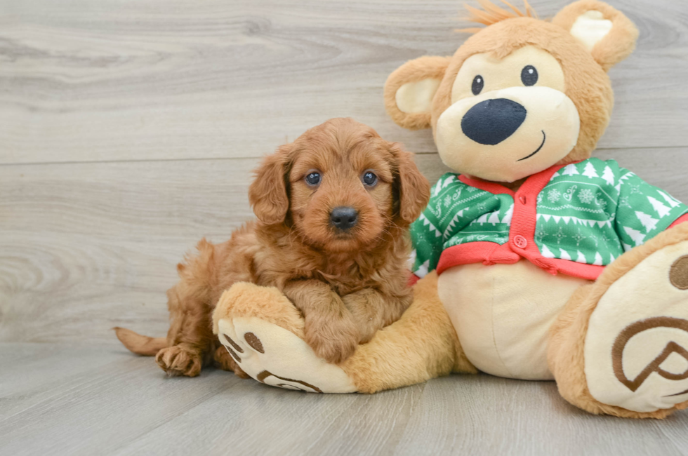 5 week old Mini Goldendoodle Puppy For Sale - Simply Southern Pups