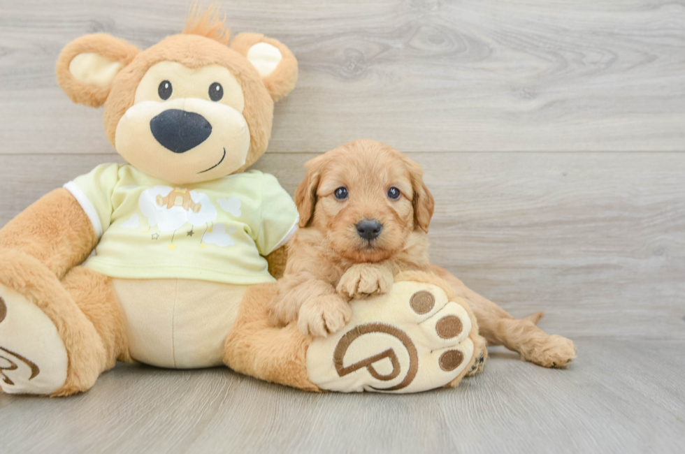 6 week old Mini Goldendoodle Puppy For Sale - Simply Southern Pups