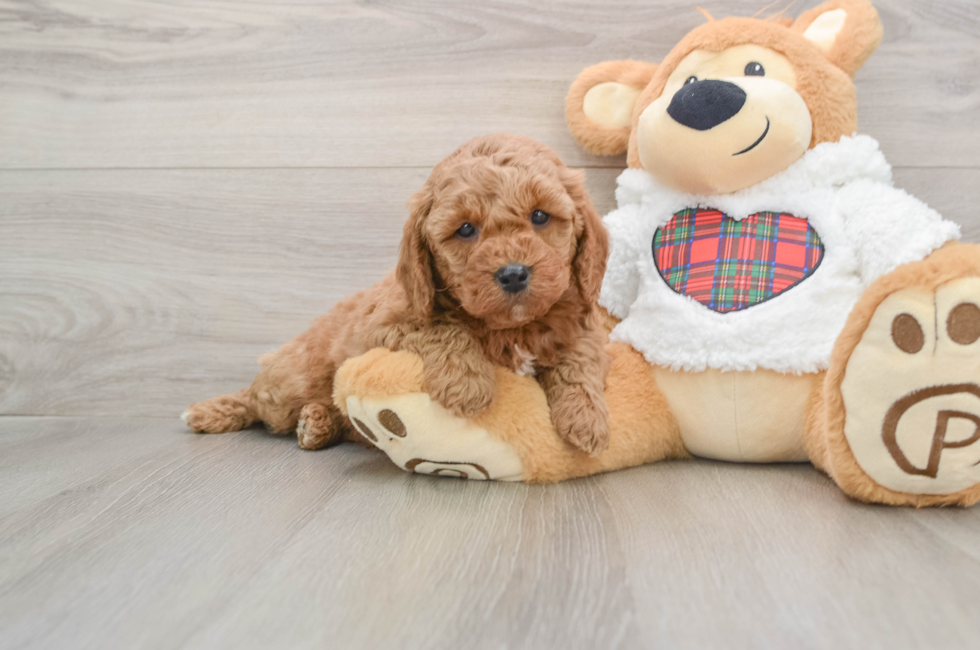 5 week old Mini Goldendoodle Puppy For Sale - Simply Southern Pups