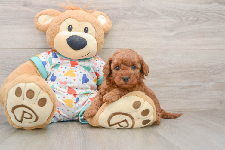 Funny Mini Goldendoodle Poodle Mix Pup