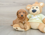 8 week old Mini Goldendoodle Puppy For Sale - Simply Southern Pups