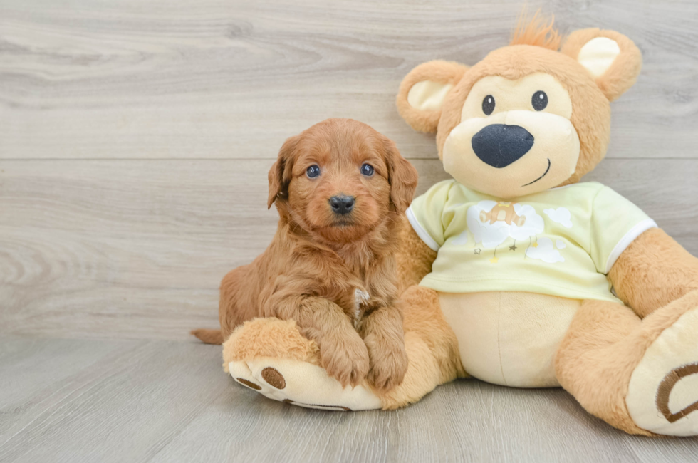 6 week old Mini Goldendoodle Puppy For Sale - Simply Southern Pups