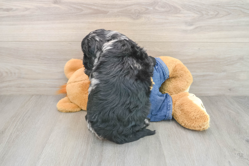 Friendly Mini Goldendoodle Baby