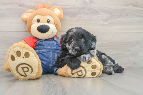 Mini Goldendoodle Puppy for Adoption