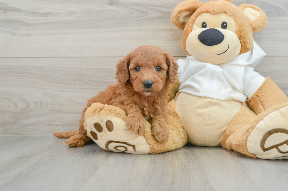 5 week old Mini Goldendoodle Puppy For Sale - Simply Southern Pups