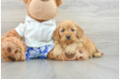 Mini Goldendoodle Pup Being Cute