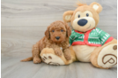 Funny Mini Goldendoodle Poodle Mix Pup