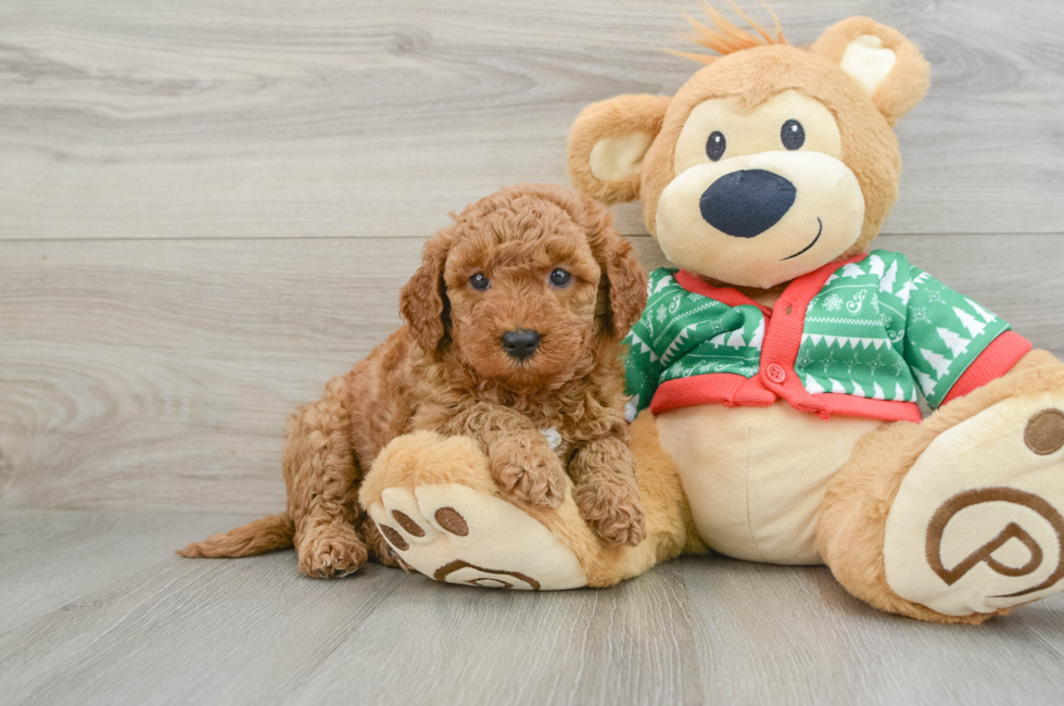 5 week old Mini Goldendoodle Puppy For Sale - Simply Southern Pups