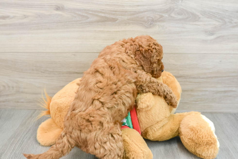 Best Mini Goldendoodle Baby