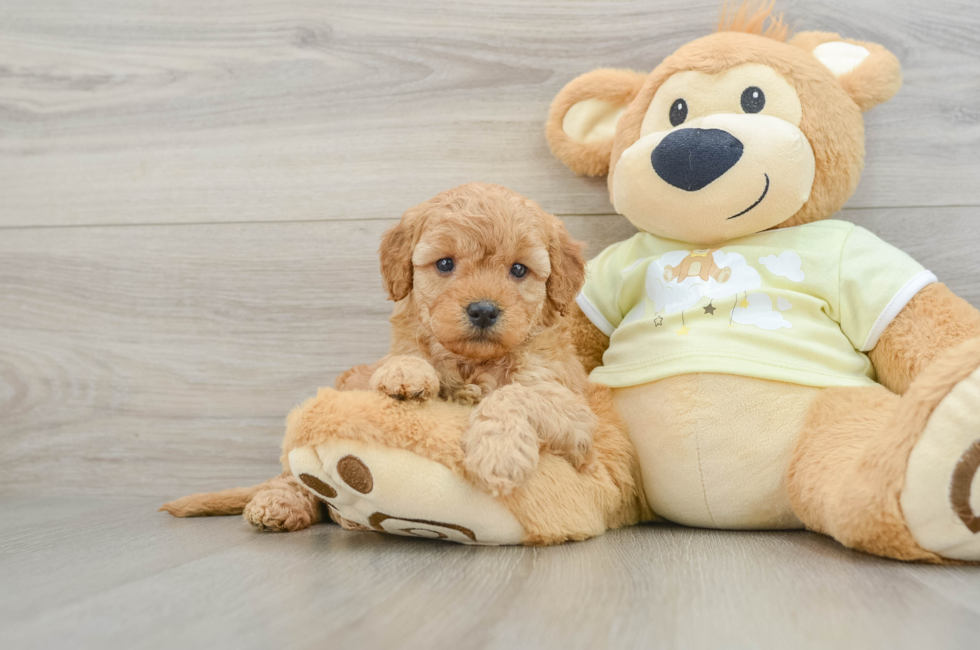 6 week old Mini Goldendoodle Puppy For Sale - Simply Southern Pups