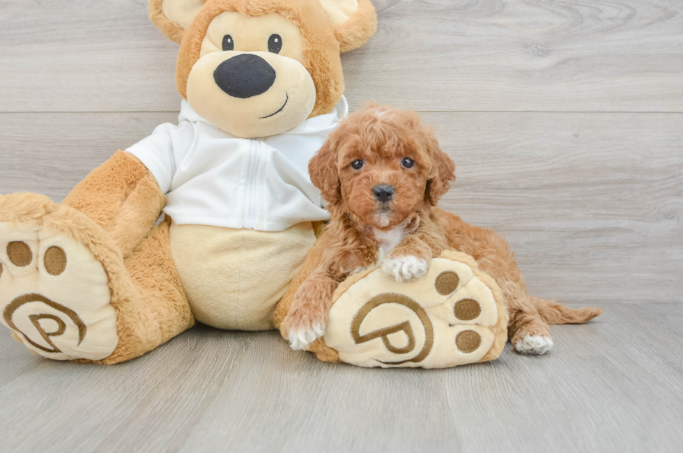 7 week old Mini Goldendoodle Puppy For Sale - Simply Southern Pups