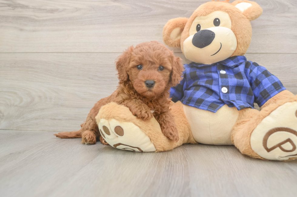 7 week old Mini Goldendoodle Puppy For Sale - Simply Southern Pups