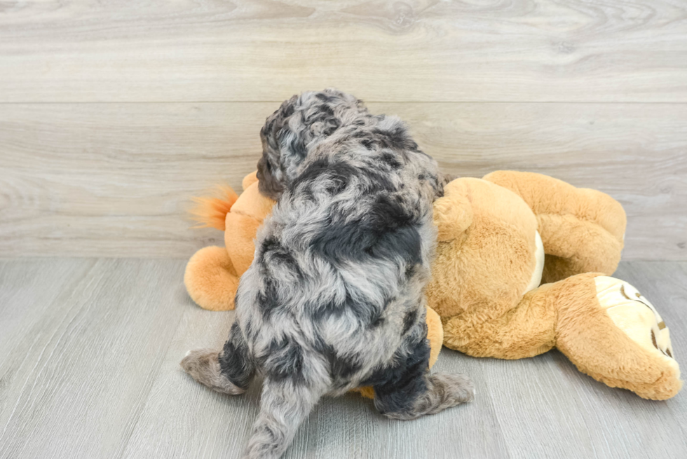 Happy Mini Goldendoodle Baby