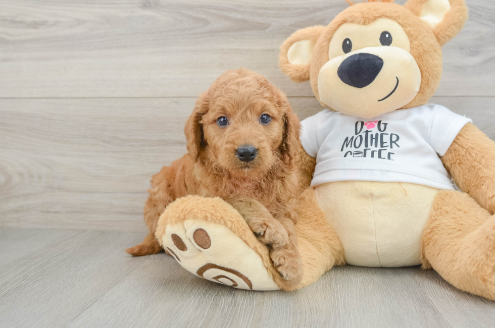6 week old Mini Goldendoodle Puppy For Sale - Simply Southern Pups