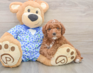 7 week old Mini Goldendoodle Puppy For Sale - Simply Southern Pups