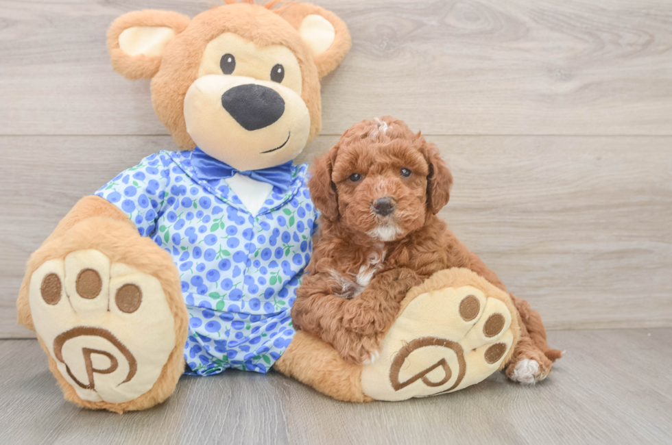 6 week old Mini Goldendoodle Puppy For Sale - Simply Southern Pups
