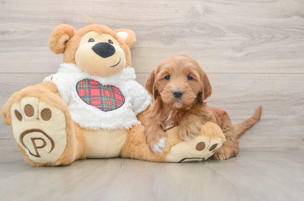 5 week old Mini Goldendoodle Puppy For Sale - Simply Southern Pups
