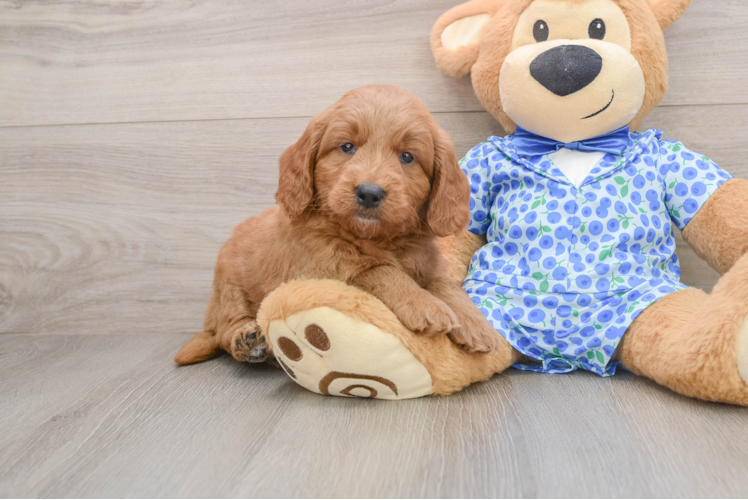 Happy Mini Goldendoodle Baby