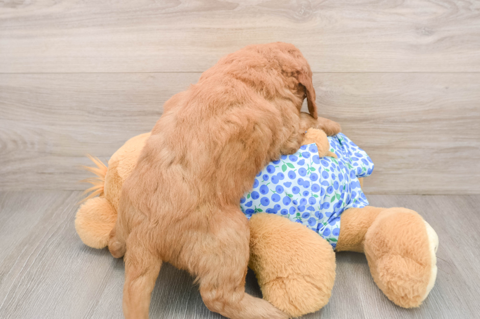 Mini Goldendoodle Pup Being Cute