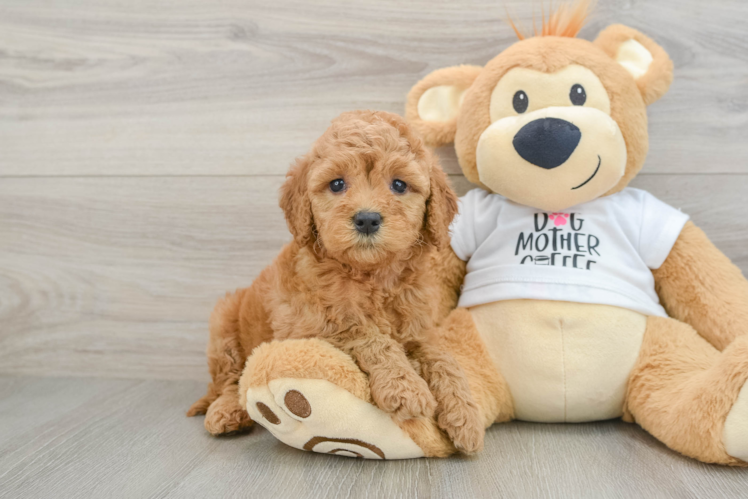 Mini Goldendoodle Puppy for Adoption