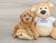8 week old Mini Goldendoodle Puppy For Sale - Simply Southern Pups
