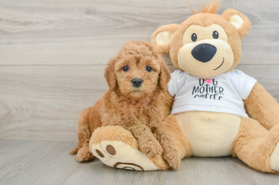 6 week old Mini Goldendoodle Puppy For Sale - Simply Southern Pups