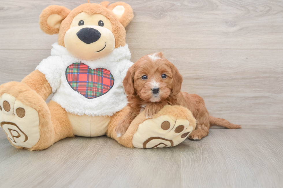 5 week old Mini Goldendoodle Puppy For Sale - Simply Southern Pups