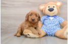 Mini Goldendoodle Pup Being Cute