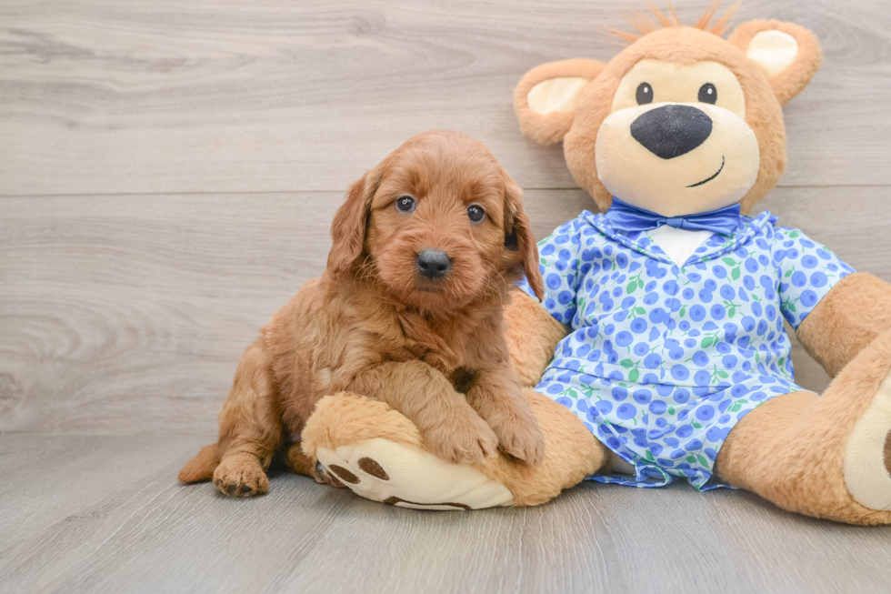 Mini Goldendoodle Pup Being Cute