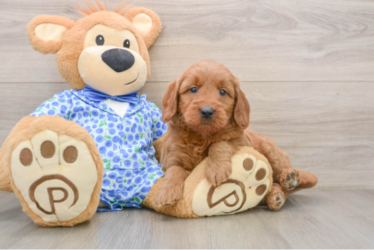 Mini Goldendoodle Puppy for Adoption