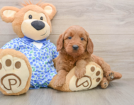 7 week old Mini Goldendoodle Puppy For Sale - Simply Southern Pups