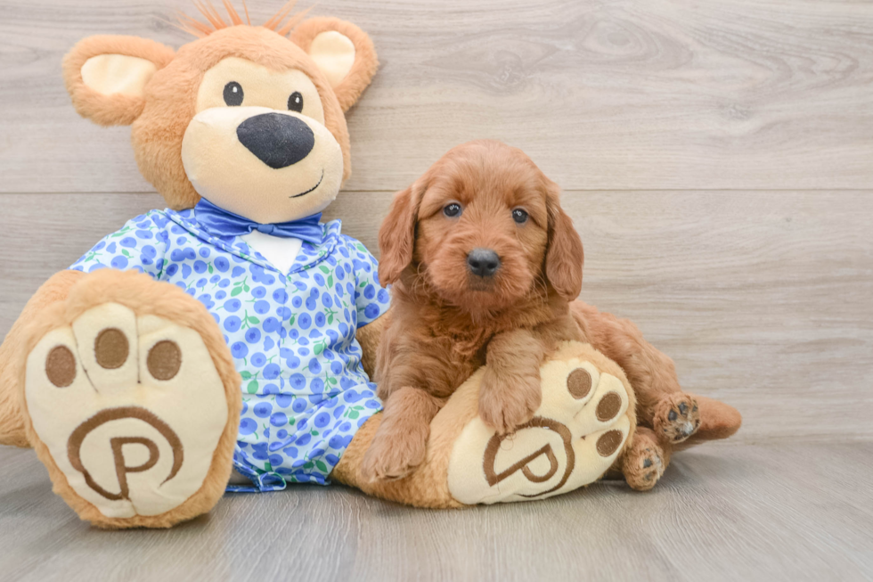 Mini Goldendoodle Puppy for Adoption