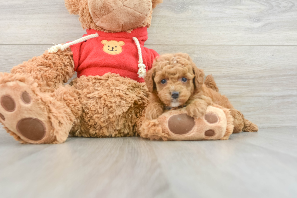 Playful Mini Groodle Poodle Mix Puppy